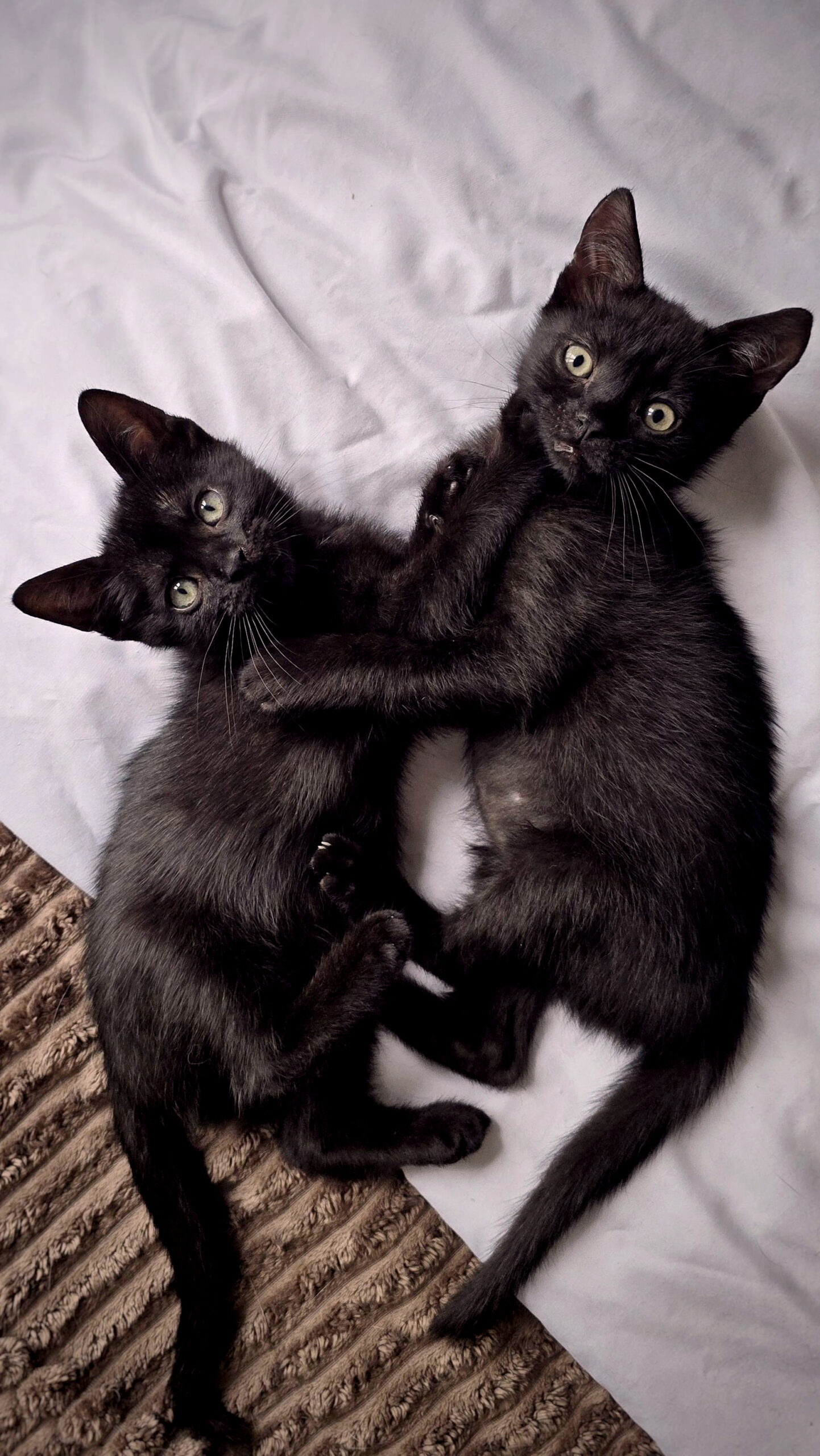 20251017_14183211_copieRTC