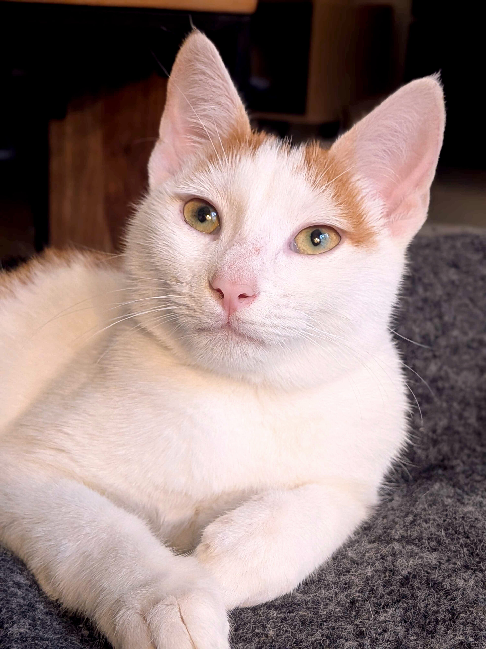 PXL_20251031_134437984.PORTRAIT2_copieRTC