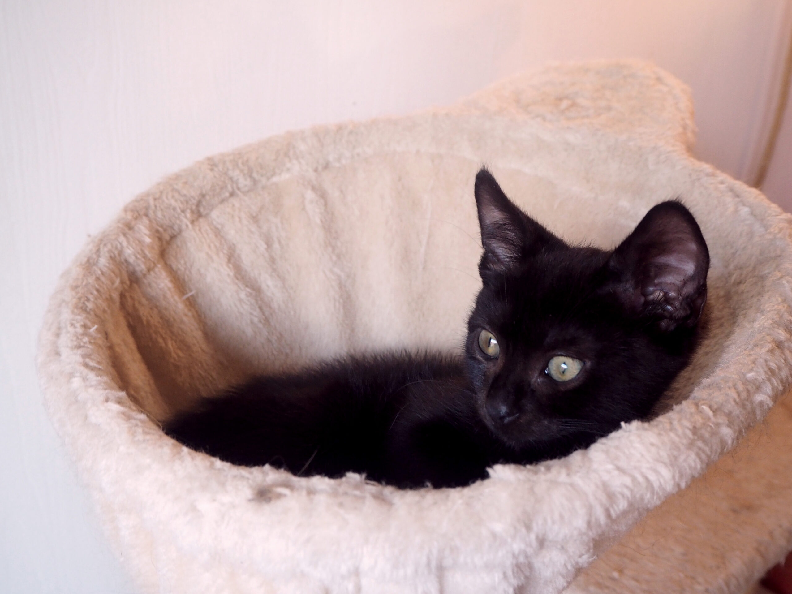 cachedImage10_copieRTC