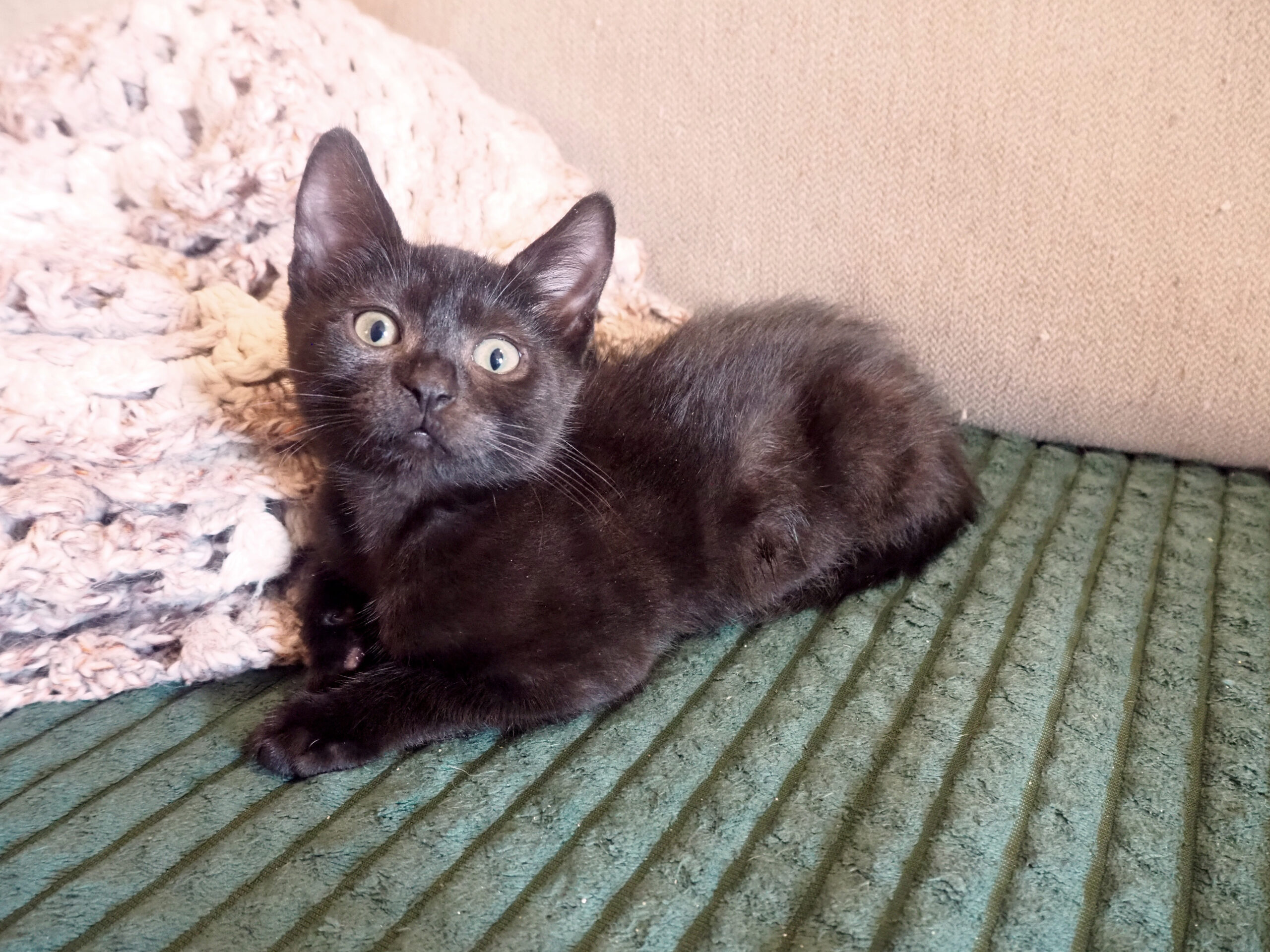 cachedImage11_copieRTC