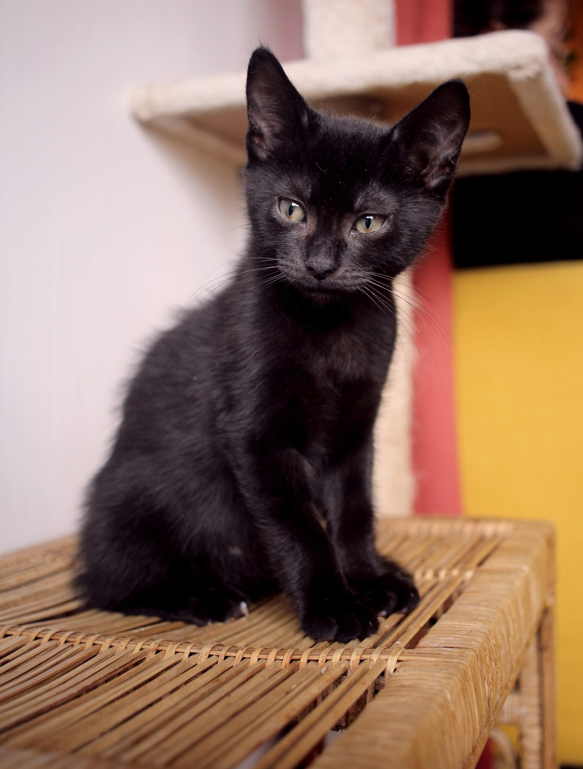 cachedImage12_copieRTC