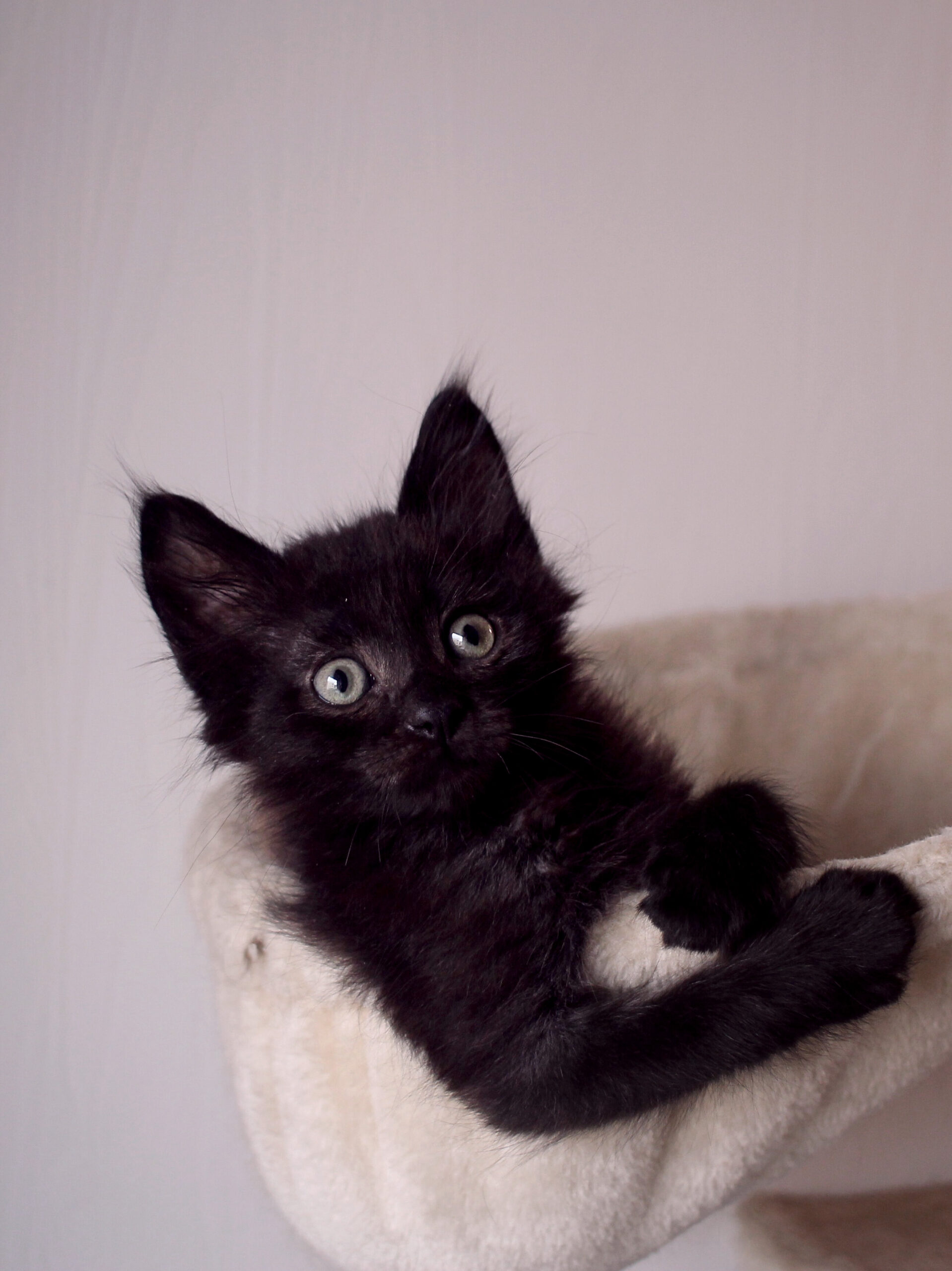 cachedImage3_copieRTC