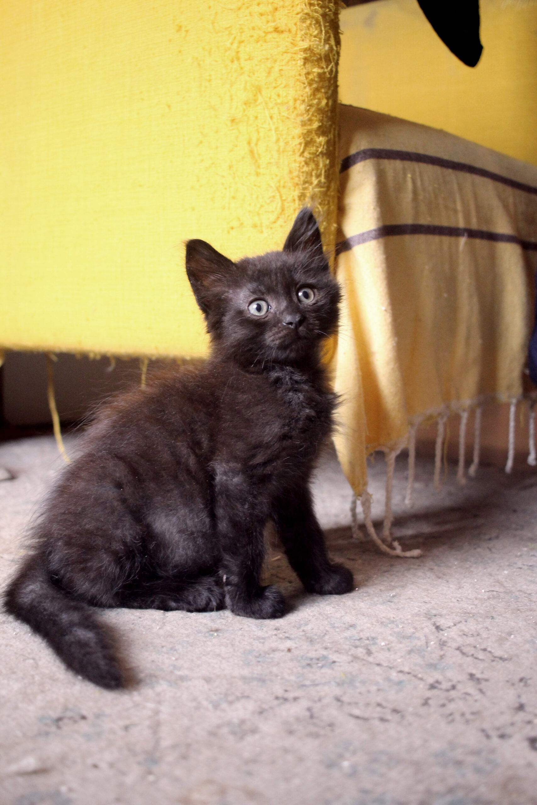 cachedImage4_copieRTC