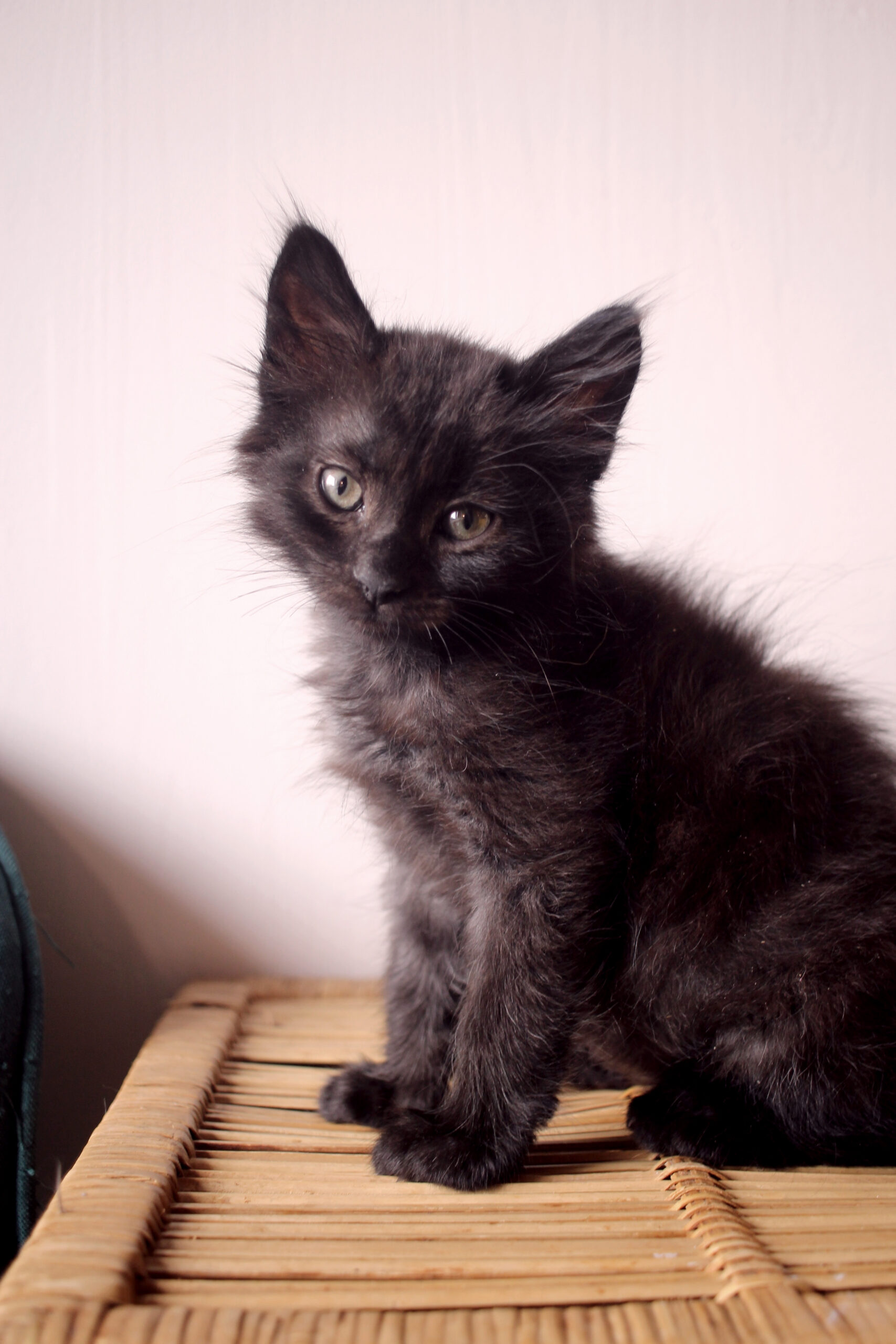 cachedImage5_copieRTC