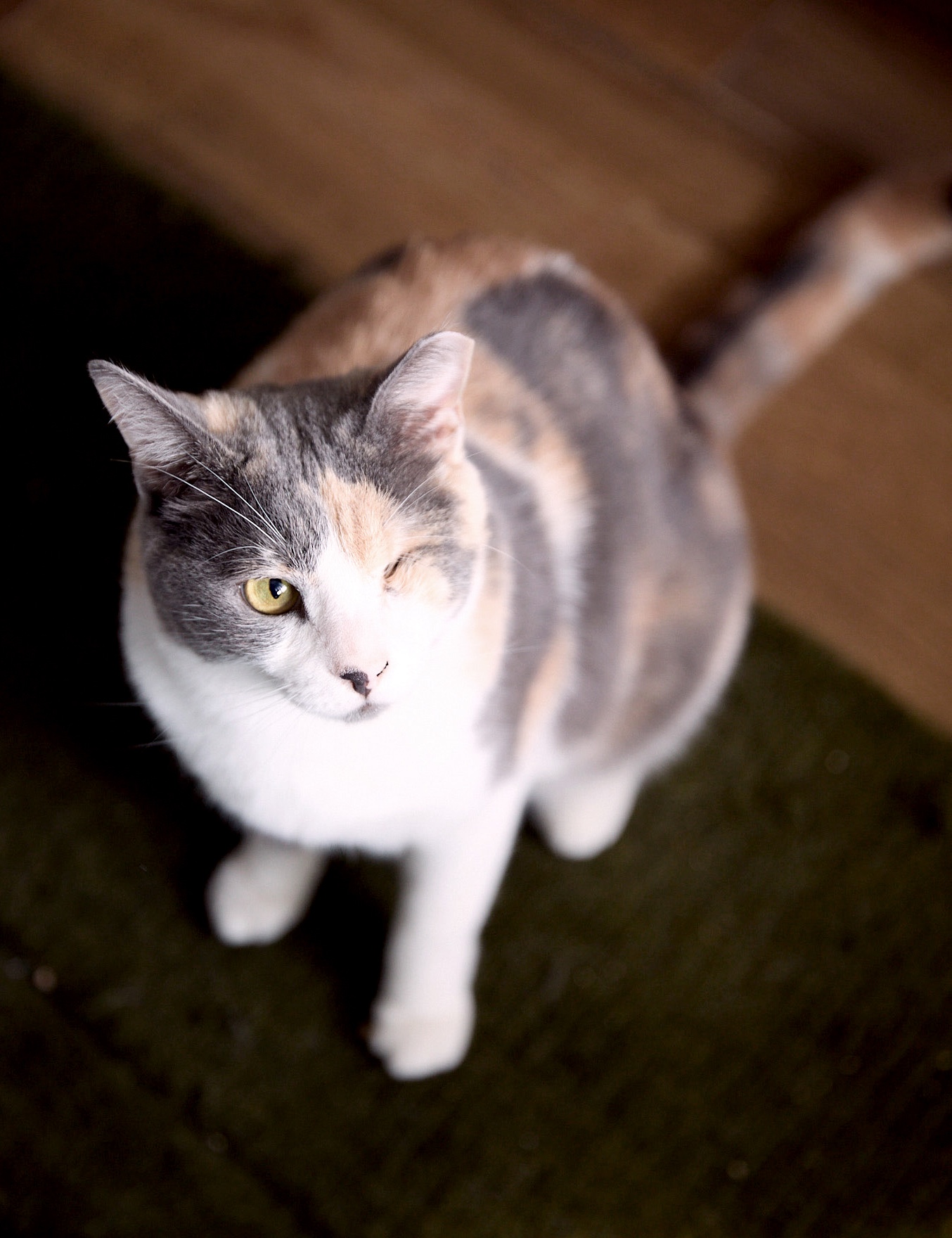 2025-ZIVA__2_copieRTC