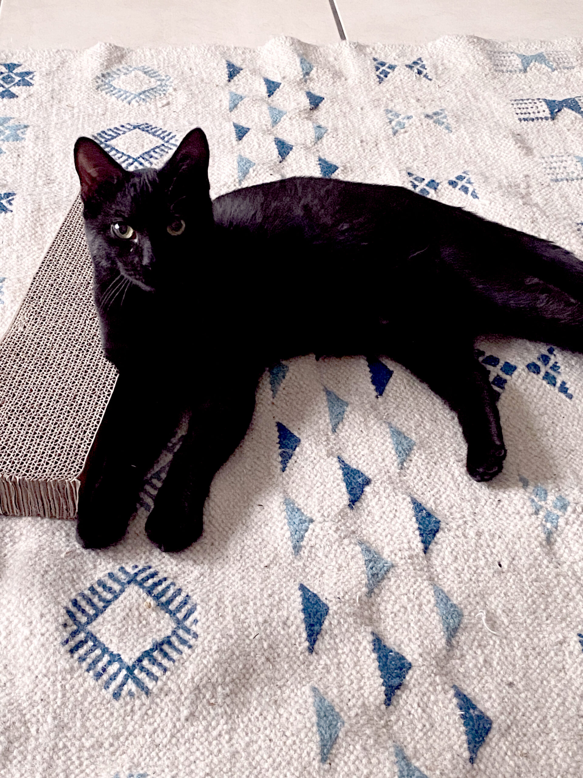 981DAE56-FFDA-471F-8275-C45A561A5549_copieRTC