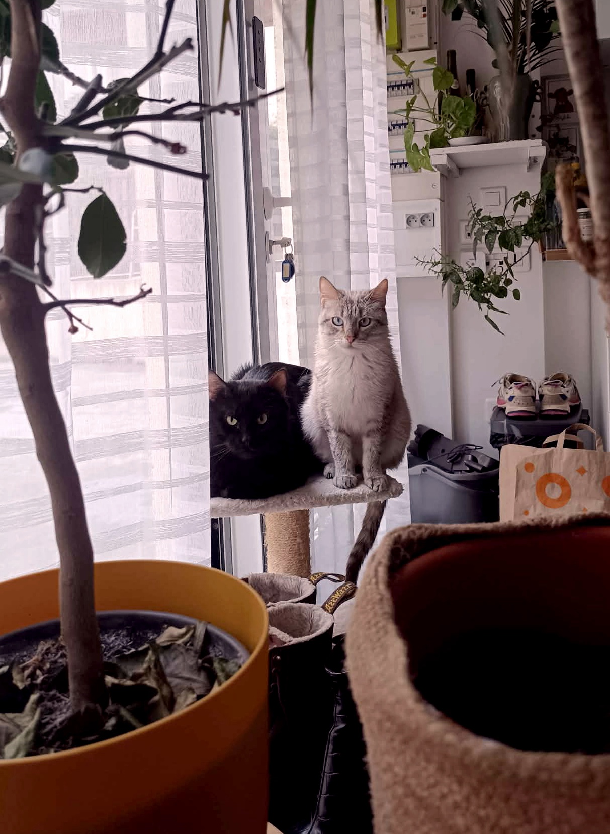 IMG_20260215_121906_copieRTC