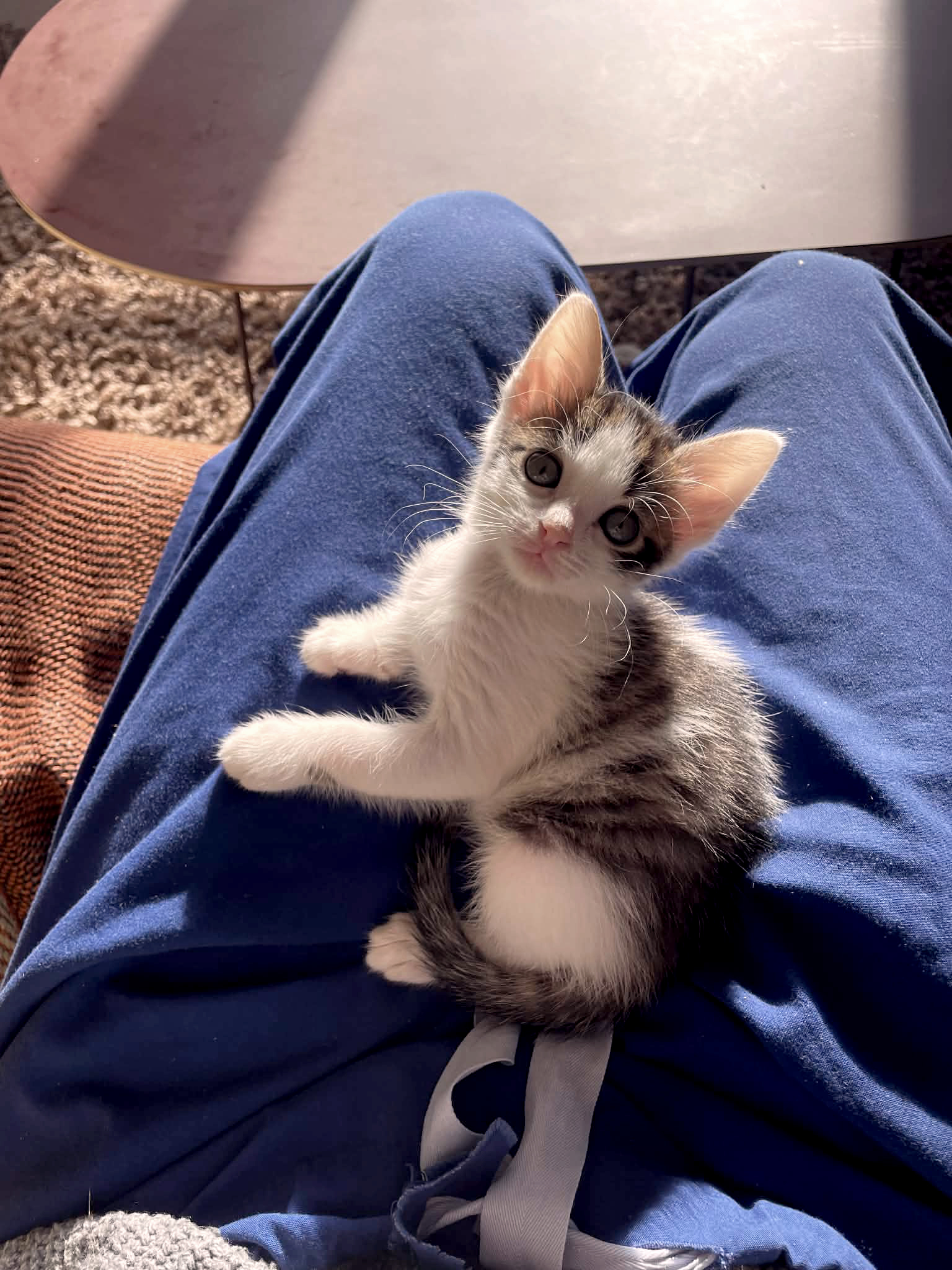 att.CH5f8D7mOG0R-O2MEib4tz-jLWx0GS-lPpwZJj_j6_0_copieRTC